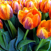 applejack: (tulips)