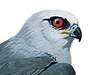 nightdog_barks: Illustrated head of a Mississippi Kite (Mississippi Kite)