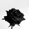 calledtoventure: a black rose with sharp edges (takkarash)