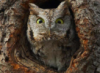 crimeanowl: (Default) crimeanowl: (Default)