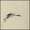 surexit: A faded, antique photograph of a bird flying. (hwær cwom)