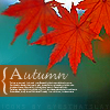 spikewriter: (Autumn Leaf by eyesthatslay)