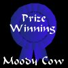 highlyeccentric: Prize winning moody cow (Moody Cow)
