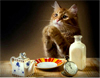 arinka: cat's prayer (pic#934268)