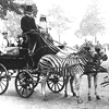 zeborah: Two zebras drawing a Victorian carriage (history)
