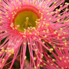 mergatrude: eucalypt flower (eucalypt flower)