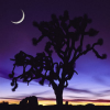red_trillium: my inspiration or creative icon, a purple moon rise and Joshua tree (Night Sky and Joshua Tree)