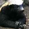 2goodarms: Honey badger don't care. (au: joanna)
