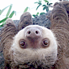 aguacatillo: a sloth (Default)