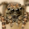 spiderzone: impassive jumping spider (inquiry)