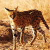 dejah_thoris: (iudaan_walking)