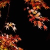 umadoshi: (autumn leaves 2 (dhamphir))