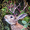 emberleo: A rabbit with antlers eating blackberries (Default)