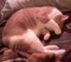 aedifica: My cat curled up on the couch with his paw over his eyes (Oliver on couch)