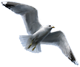 aegyptus: (fly)