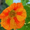 gairid: Nasturtium close up (Seasonal - Garden - Nasturtium)