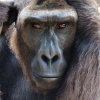 wildmage_daine: (gorilla)