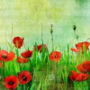 thady: (DIV  -  Mohn)