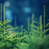 jamethiel: Christmas trees against a dull, snowy day (Christmastree)