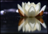 jamethiel: A white water lily is reflected against dark water (NightLily)