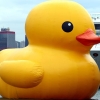 clayforthedevil: (Canard)