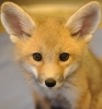 roni_14: (kat)