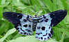 donotmail: (tiger moth)
