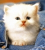anniequill: (Default)