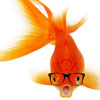 me_fish: Picture of a goldfish, with thick-rimmed black eyeglasses (pic#9498674)