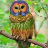maggie_of_the_owls: (Default)
