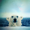 lunarwolfik: (Polar Bear!)