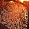 gairid: Autumn web (Seasonal - Autumn web)