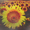 untune_the_sky: (stock - sunflowers)