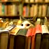 sixbeforelunch: image of a cat peaking out from behind a row of books, no text (cat and book)