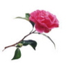 ext_1004: (Default)