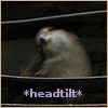 sweet_sparrow: A photo of a sparrow with its head tilted and the text "headtilt". (E: headtilt)
