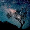 dine: (night tree - destina)