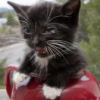 zlabya: Angry kitten in a teapot (AngryKitten)
