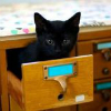 tinylesbrarian: (cat card catalog)