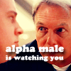 vofpracticality: Gibbs looking at McGeek "Alpha male is watching you" (alpha male)