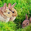 me_ya_ri: small herd of adorable plot bunnies (Plot Bunny Herd)