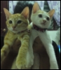 ext_950279: (Default)