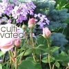 darkemeralds: Roses and the caption "Cultivated" (Gardening)
