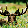 fyrdrakken: (Moose)
