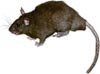 rattsu: (rat)