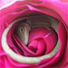 effingunicorns: a tiny green lizard curled up in a bright pink rose with its eye just barely open (but I'm comfy)