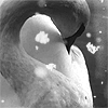 avia: A mute swan in snow with a graceful curled neck. Black and white. (swan snowfall)