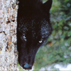 lovingyourwork: (Daemon - Shy)