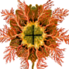 cinnamon_anemone: (Default)