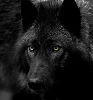 redlightgreenlight: (Hound narrowed)